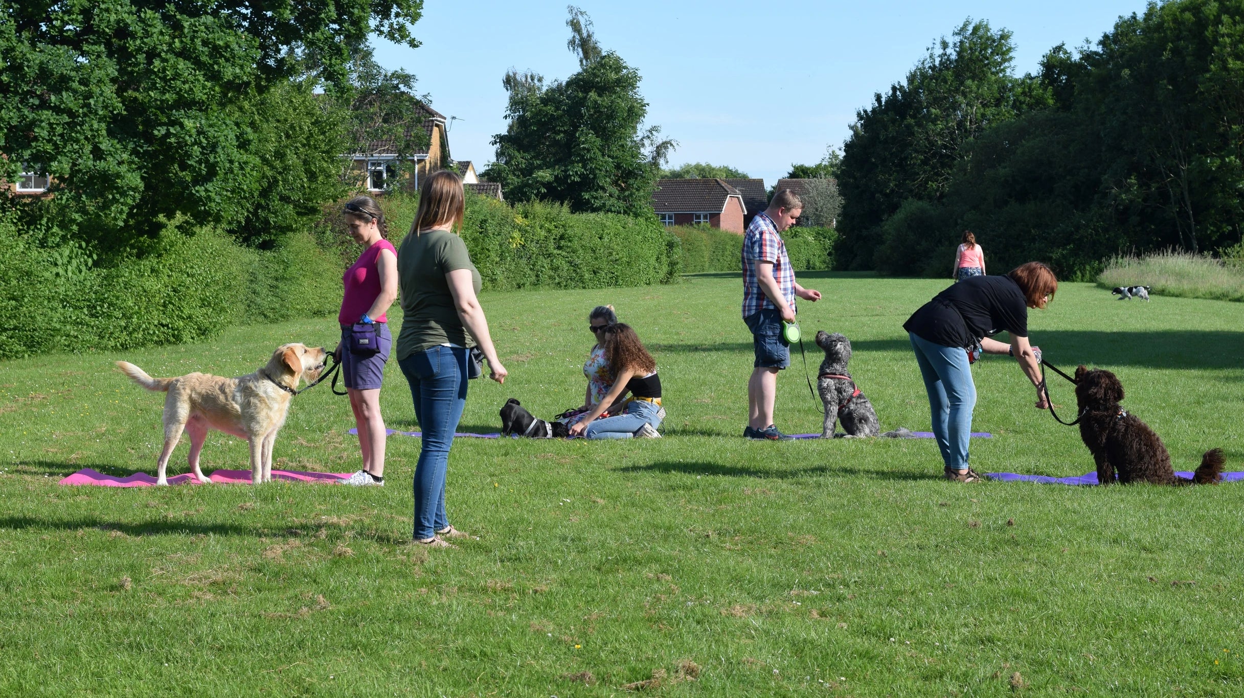 Puppy Harmony Unlocked: How to Choose the Ideal Dog Training Class for a Lifelong Bond
