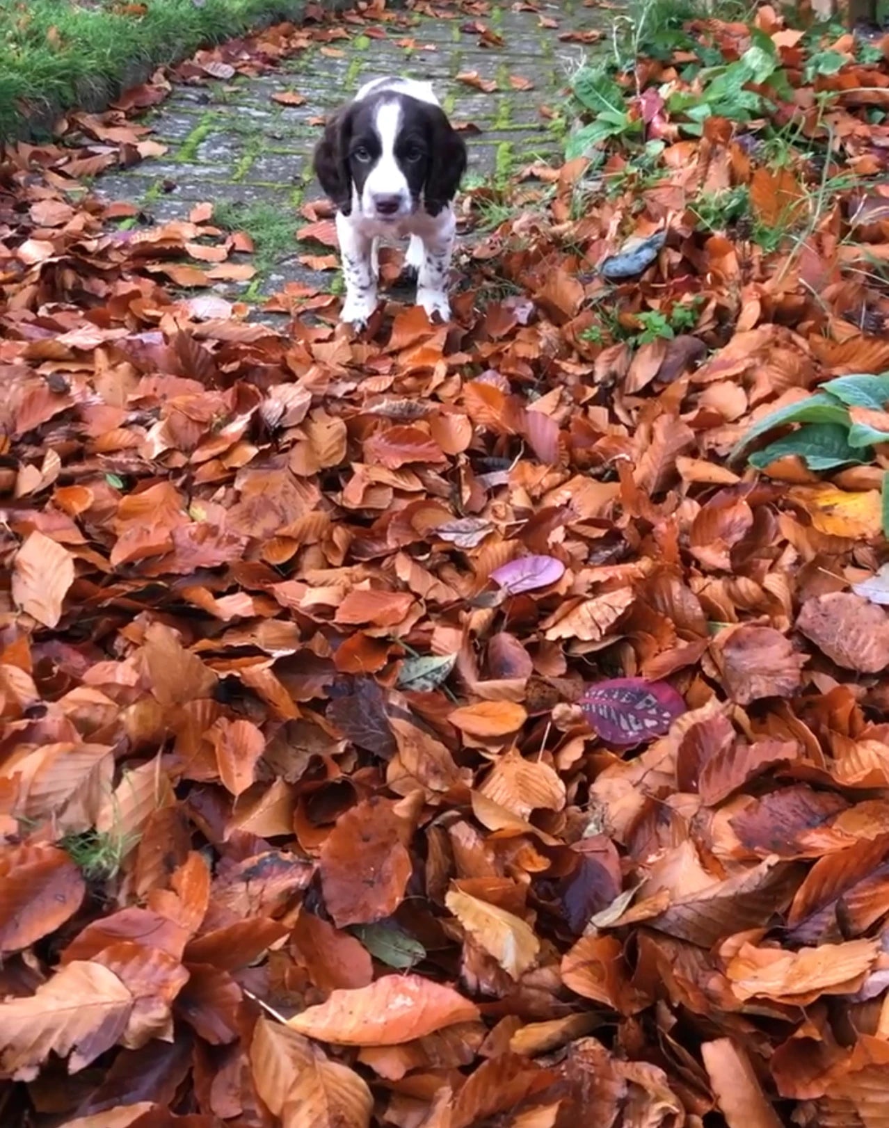 Safer Autumn walks and Adventures with your dog - 5 things to watch out for!