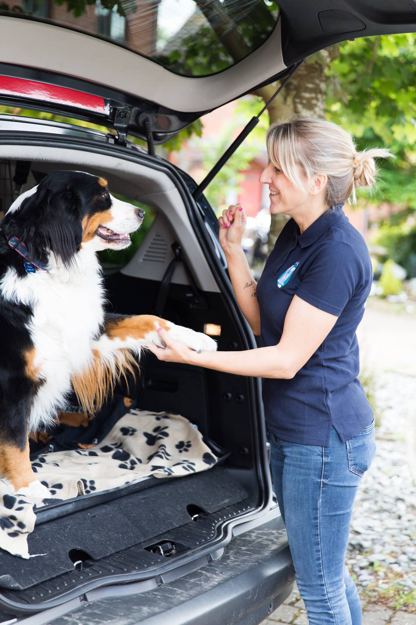 Safety & Comfort on the Go for your Dog