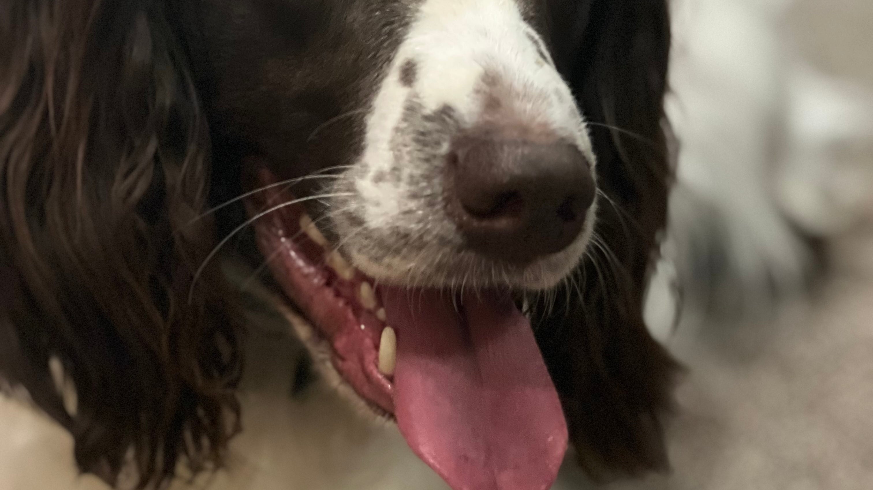 10 Creative Ways to Enrich Your Dog's Life Without Buying New Toys