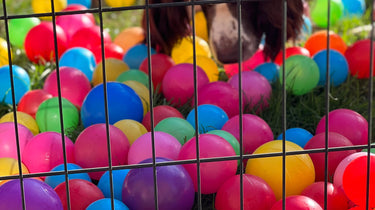 Unlocking the Joy of Canine Enrichment: Simple Ways to Enhance Your Dog’s Life