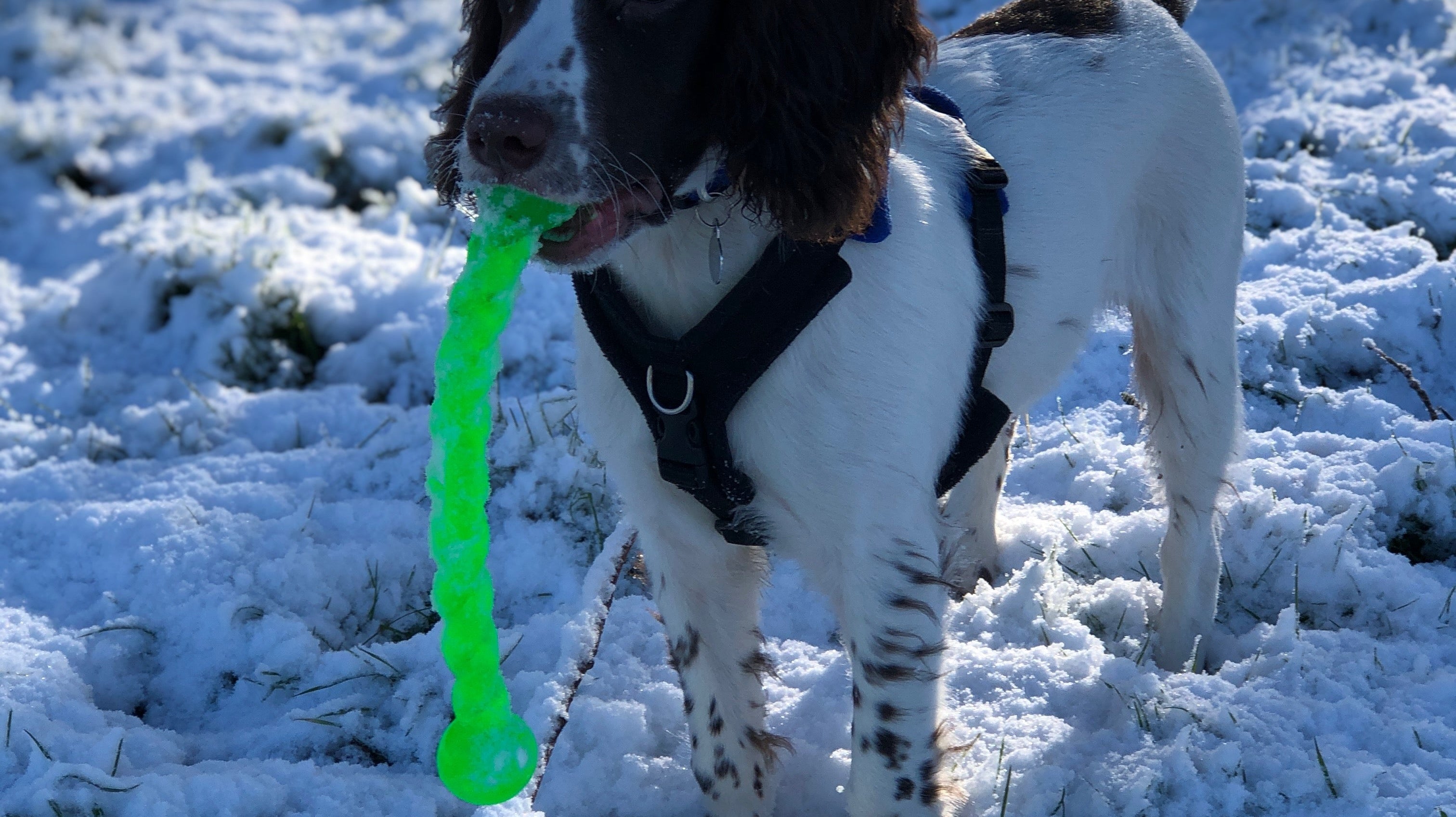 Prep Your Dog for Winter: Essential Dog Walking Gear, Enrichment & Festive Survival Tips