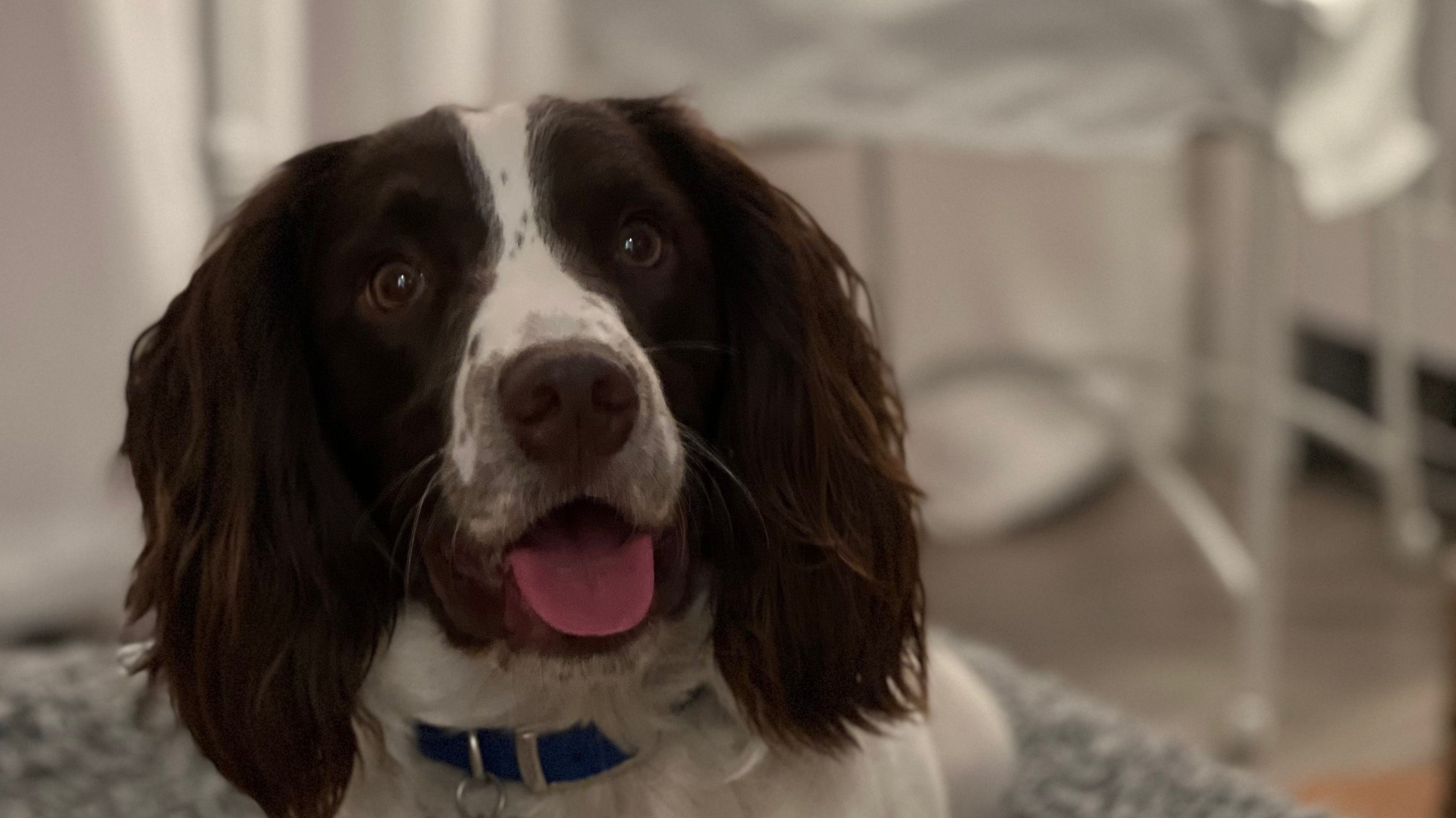 How to Keep Your Home Cool and Your Dog Comfortable in Hot Weather