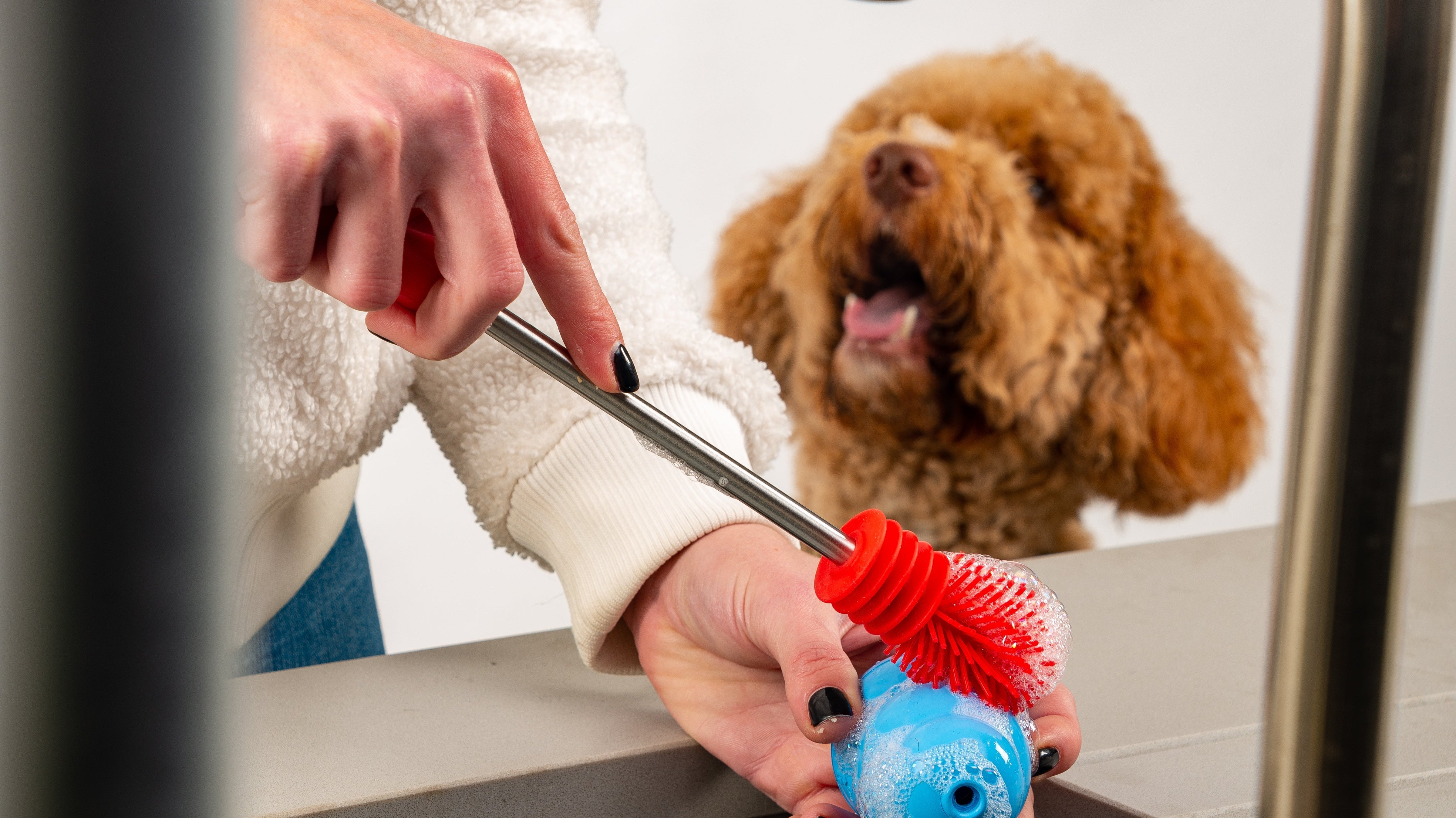 Dog watching owner clean a blue KONG toy with a No Fuss Red Cleaning Brush