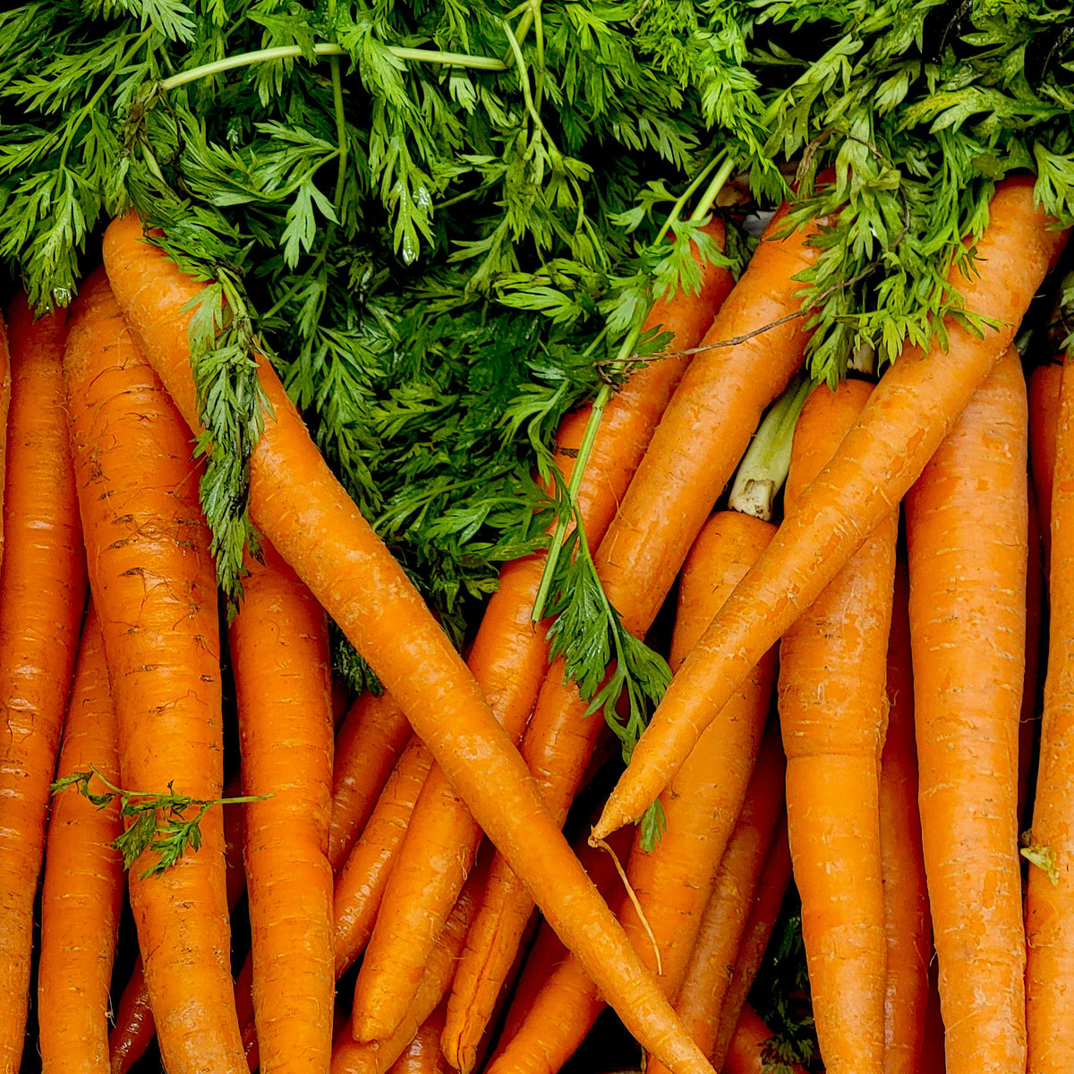 Carrot Cheesecake – No Fuss Fill
