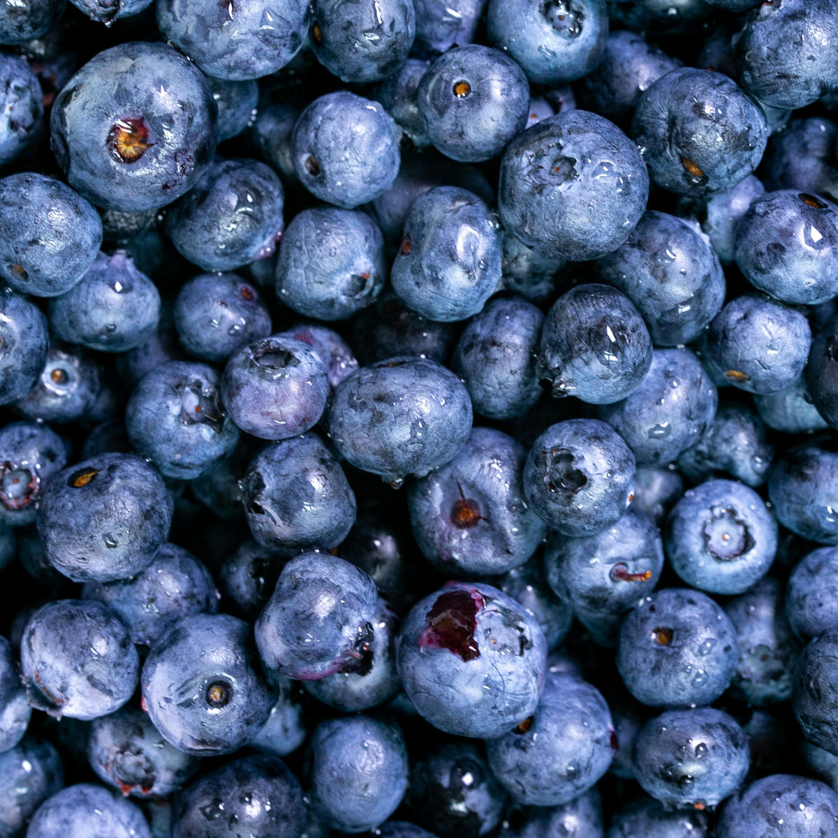 Berry Fruity – No Fuss Fill