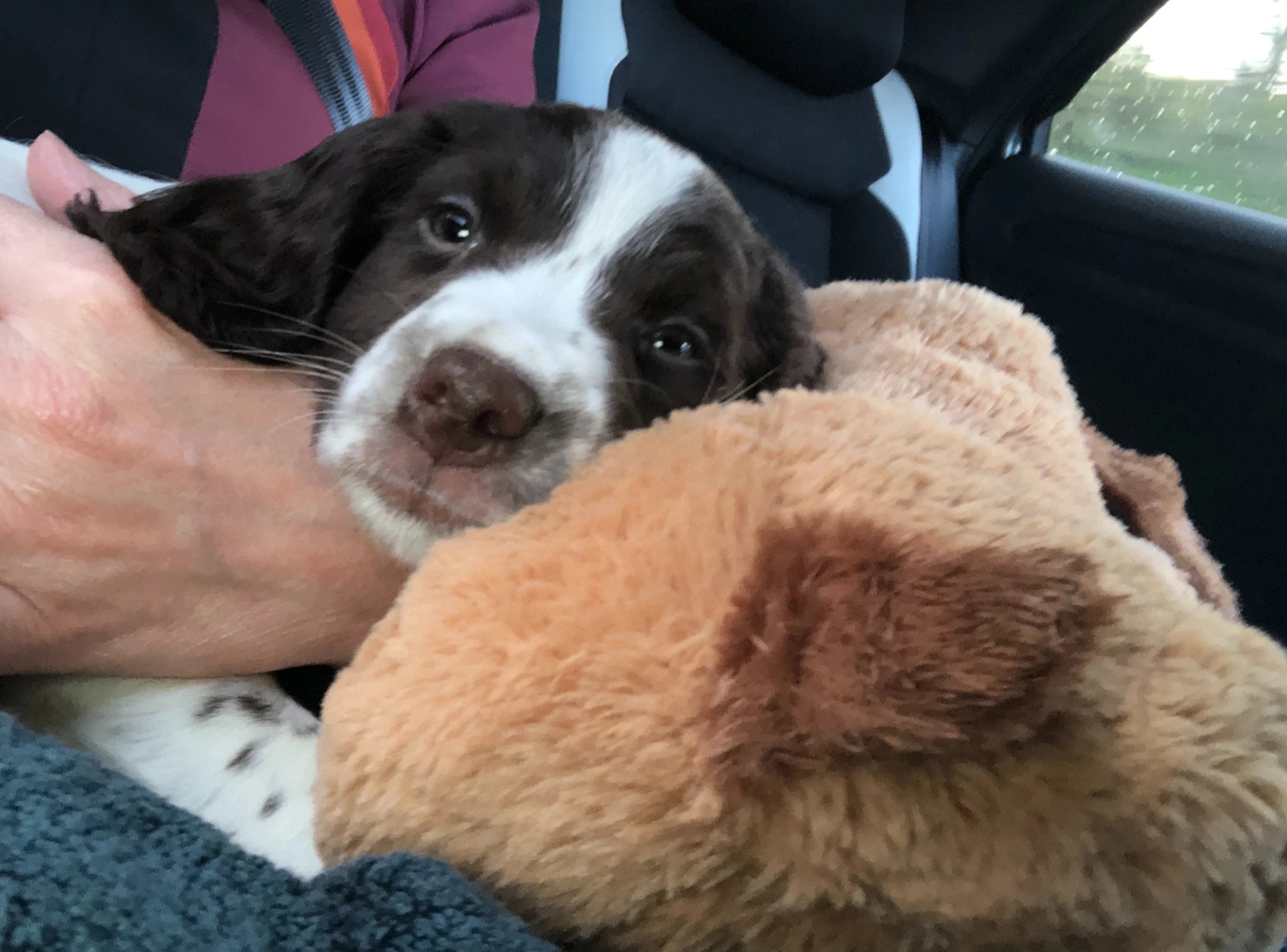 How to safely bring your puppy home even if it's a long car journey