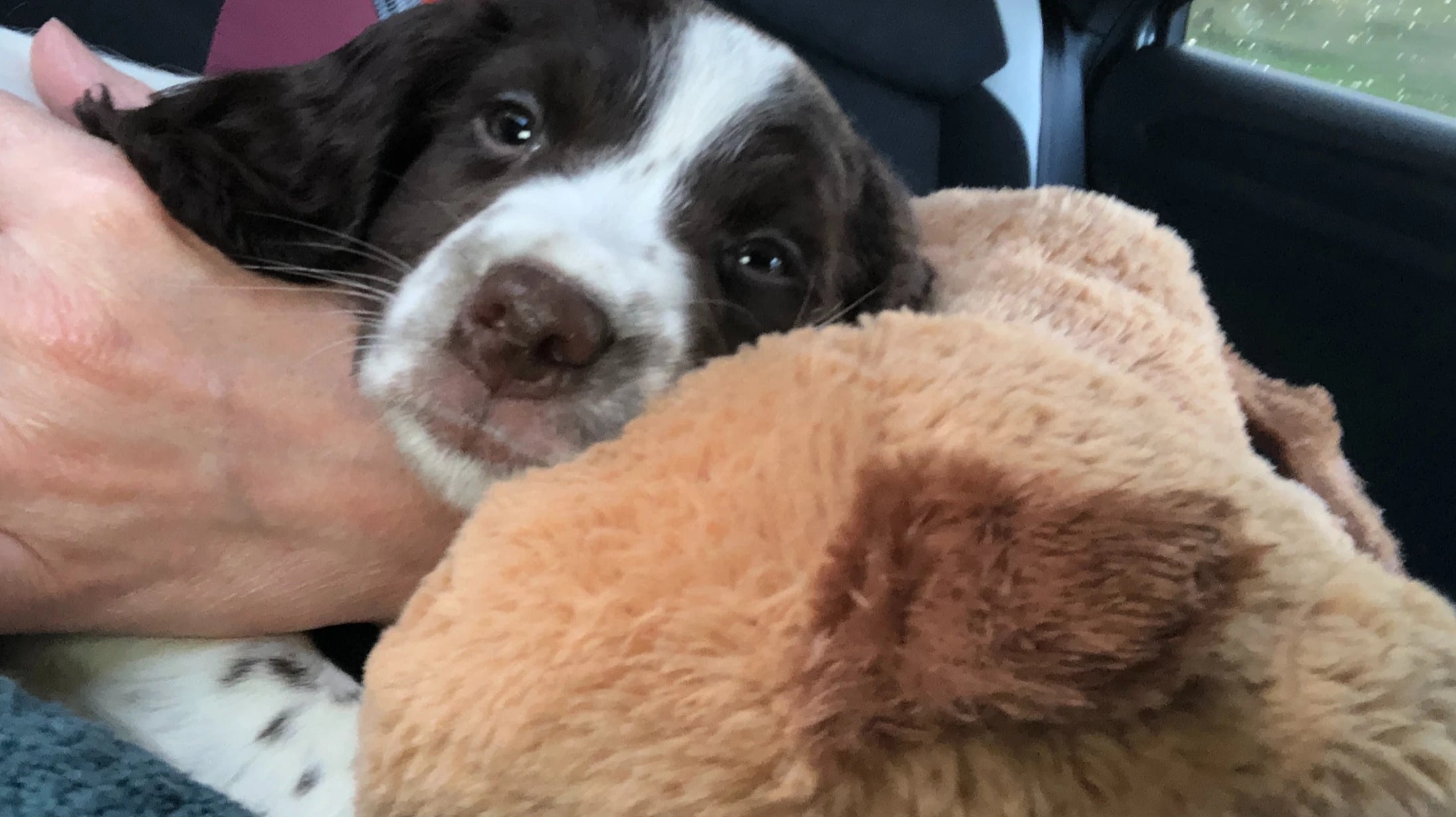 How to safely bring your puppy home even if it's a long car journey