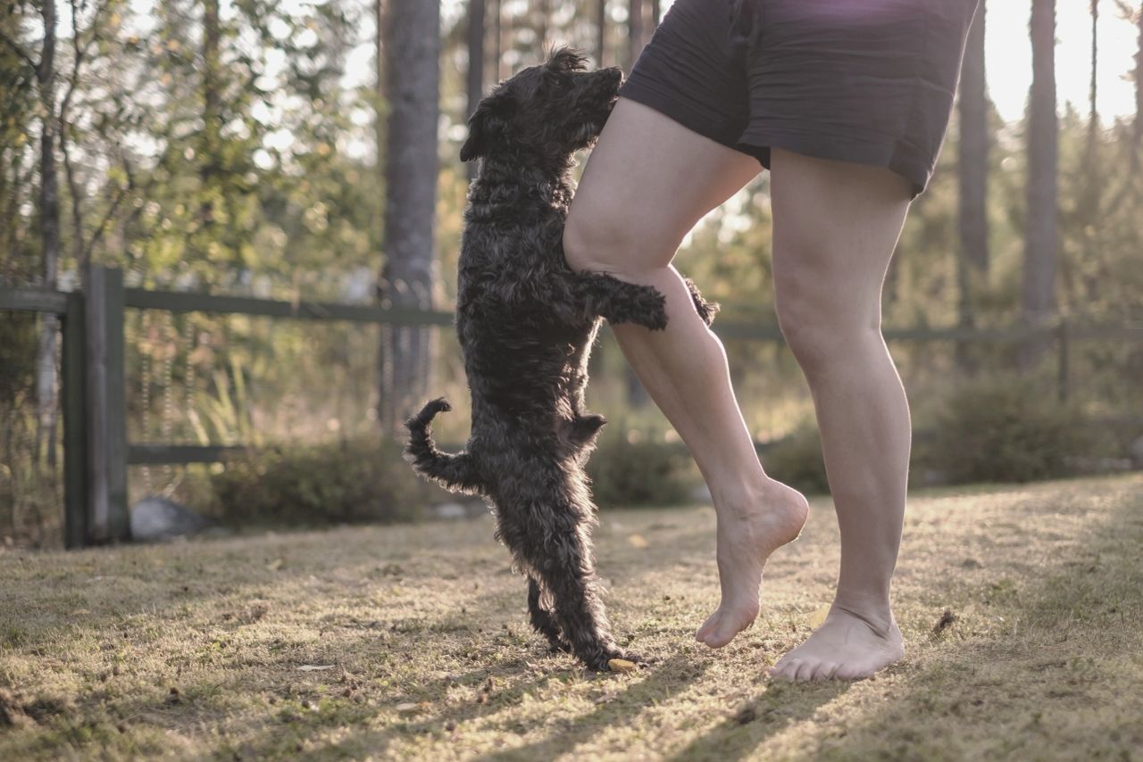 To neuter or not, that is the question?