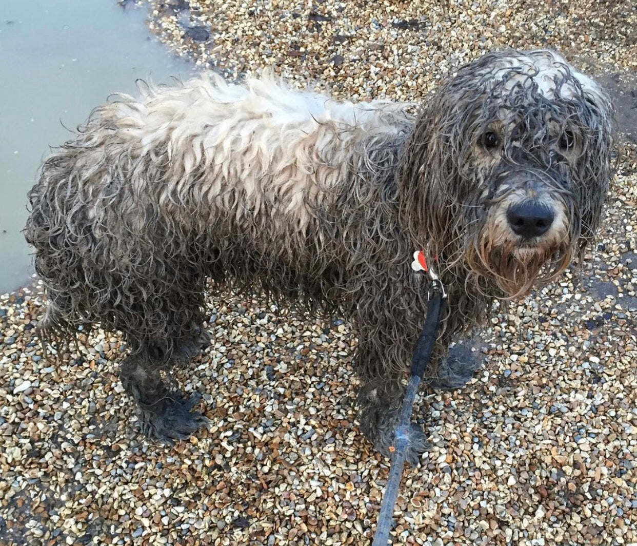 What to take on a dog walk when your walk doesn't start from your home