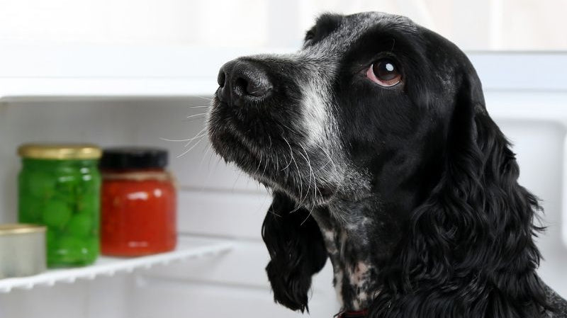 Sharing your fridge with your dog- how to stay safe even if you feed raw