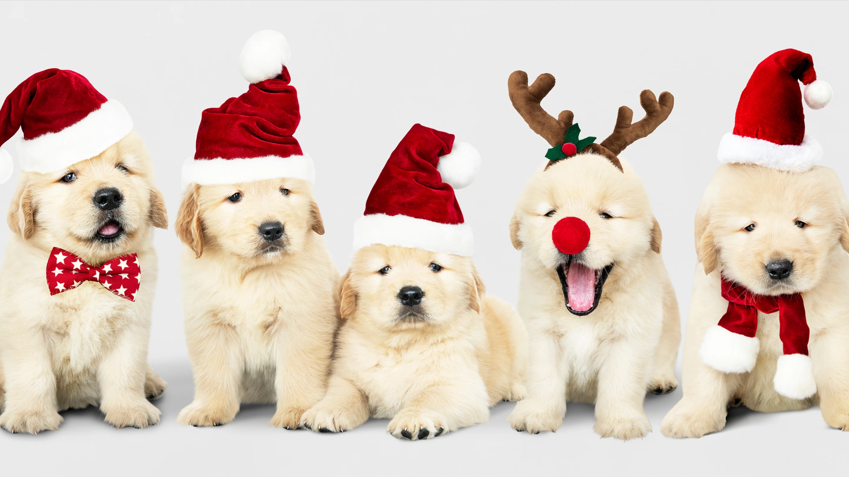 10 tips for a stress free Christmas with your puppy