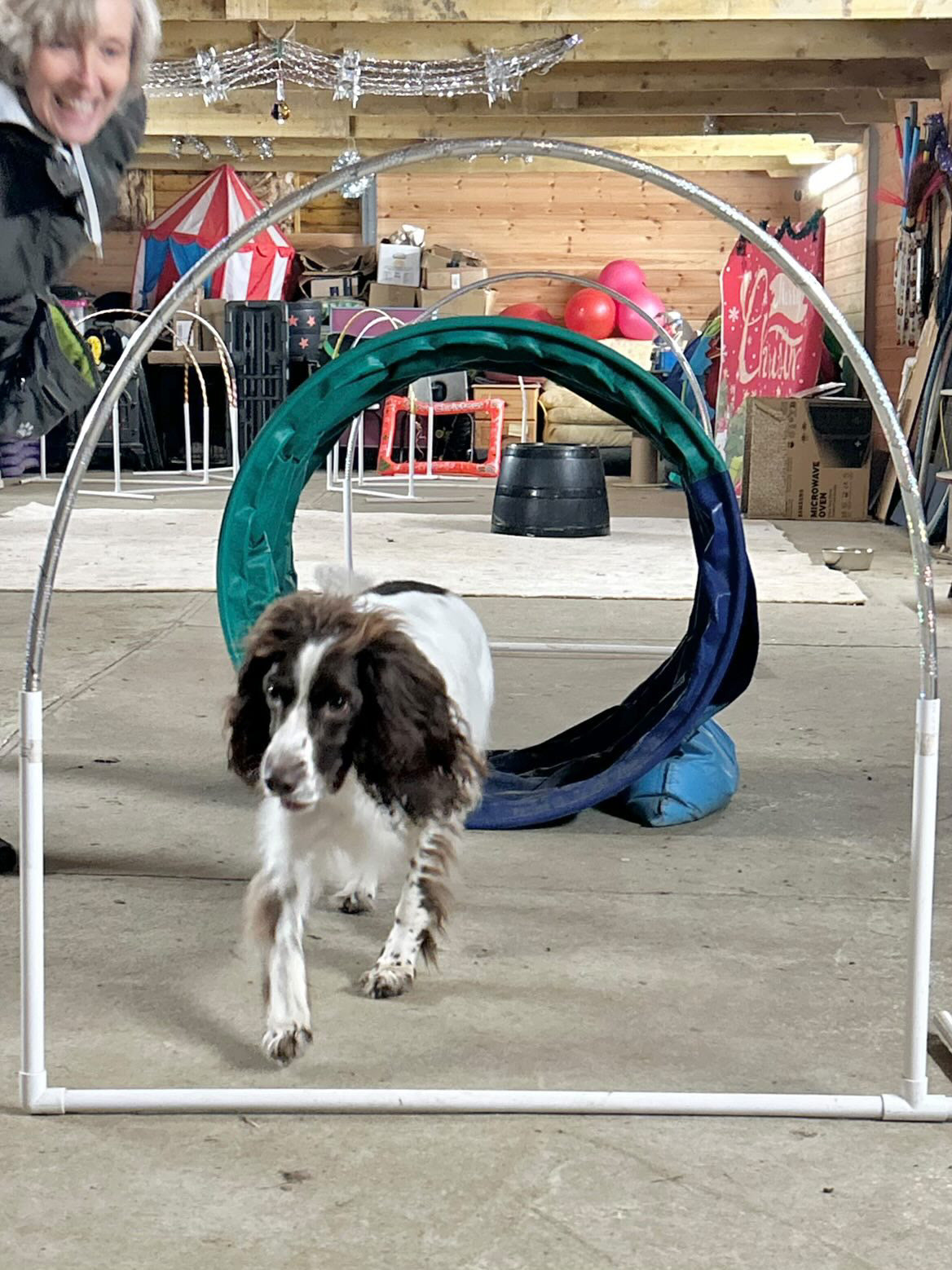 Trying Canine Hoopers in Essex: A Fun, Low-Impact Dog Sport Harvey Loved