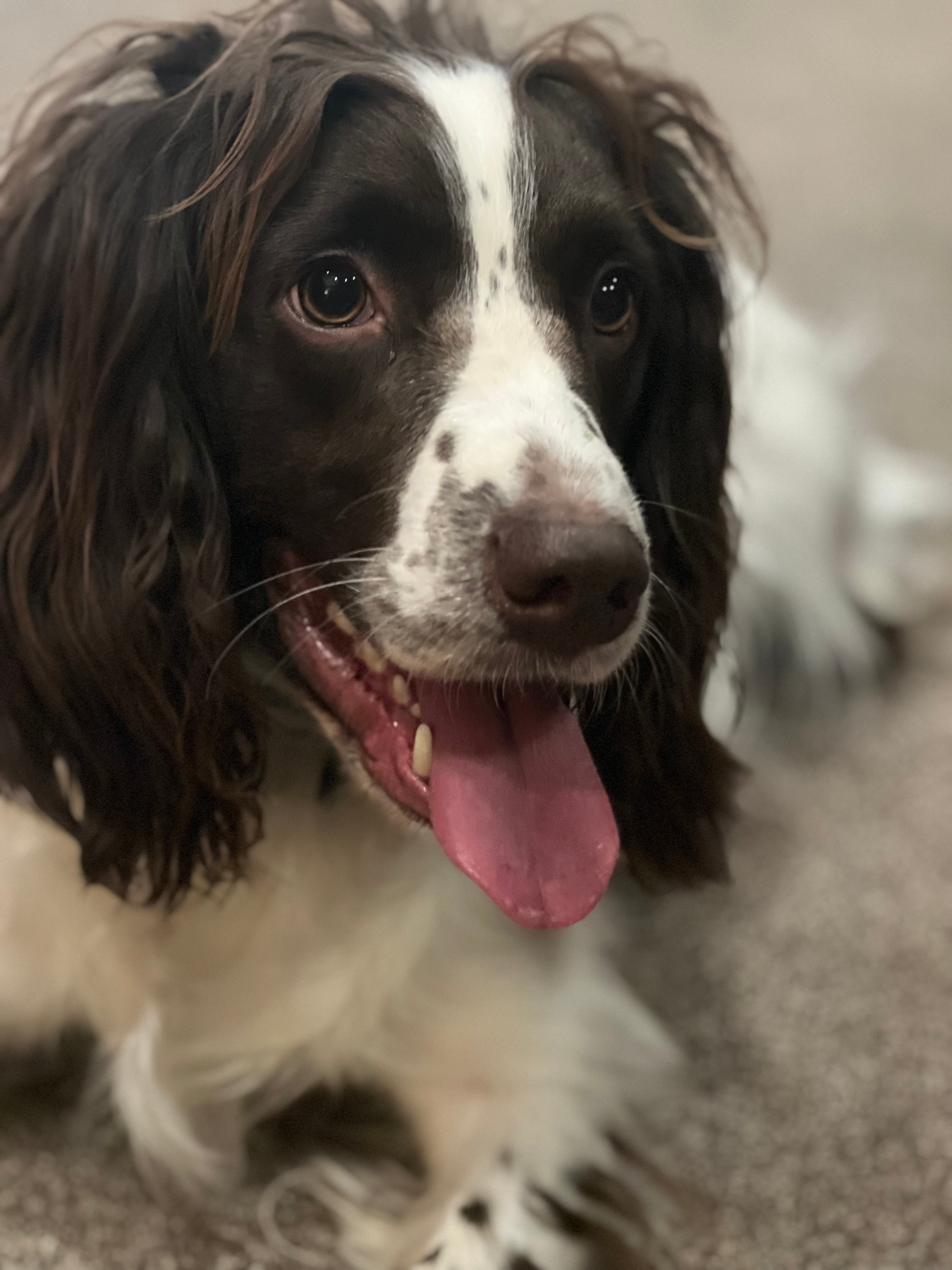 10 Creative Ways to Enrich Your Dog's Life Without Buying New Toys