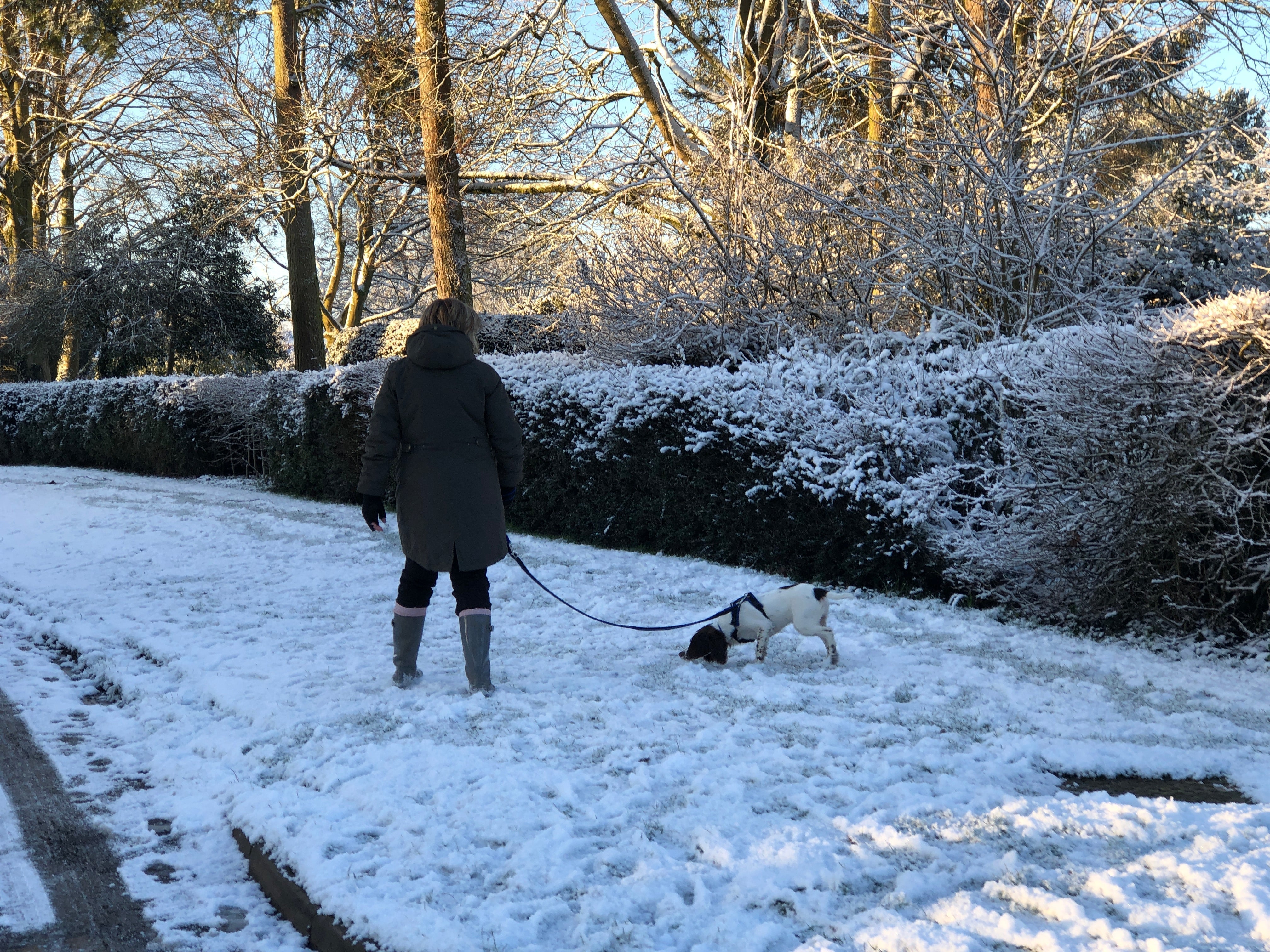 Springer Spaniel puppy on a lead in snow sniffing the ground