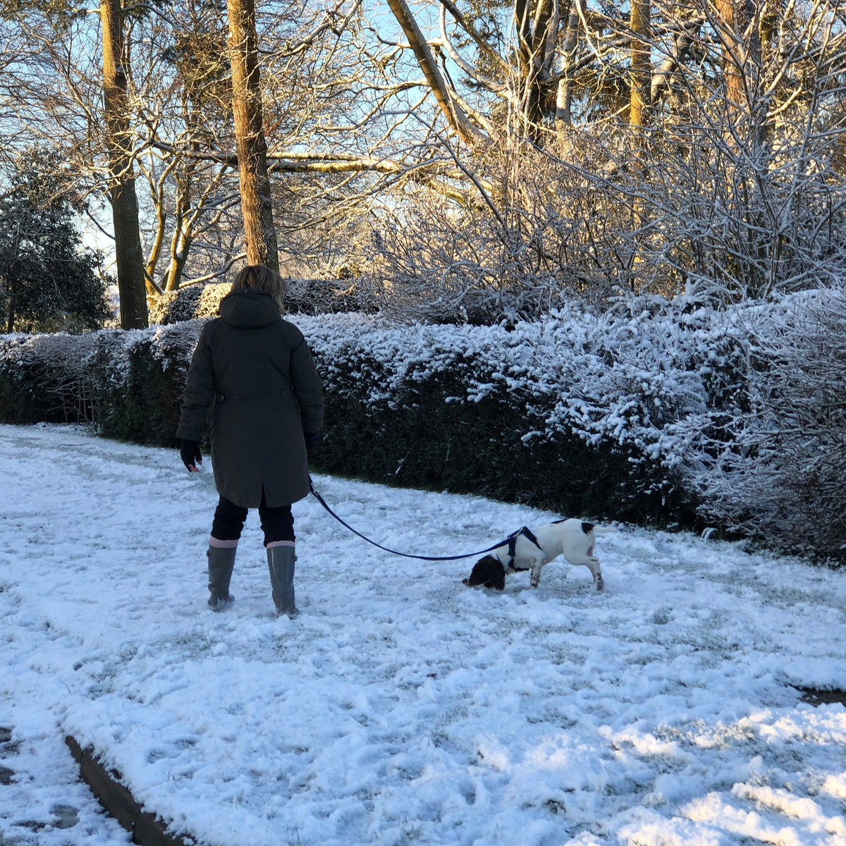 National Walk Your Dog Month – Walking Well Together This January – No ...