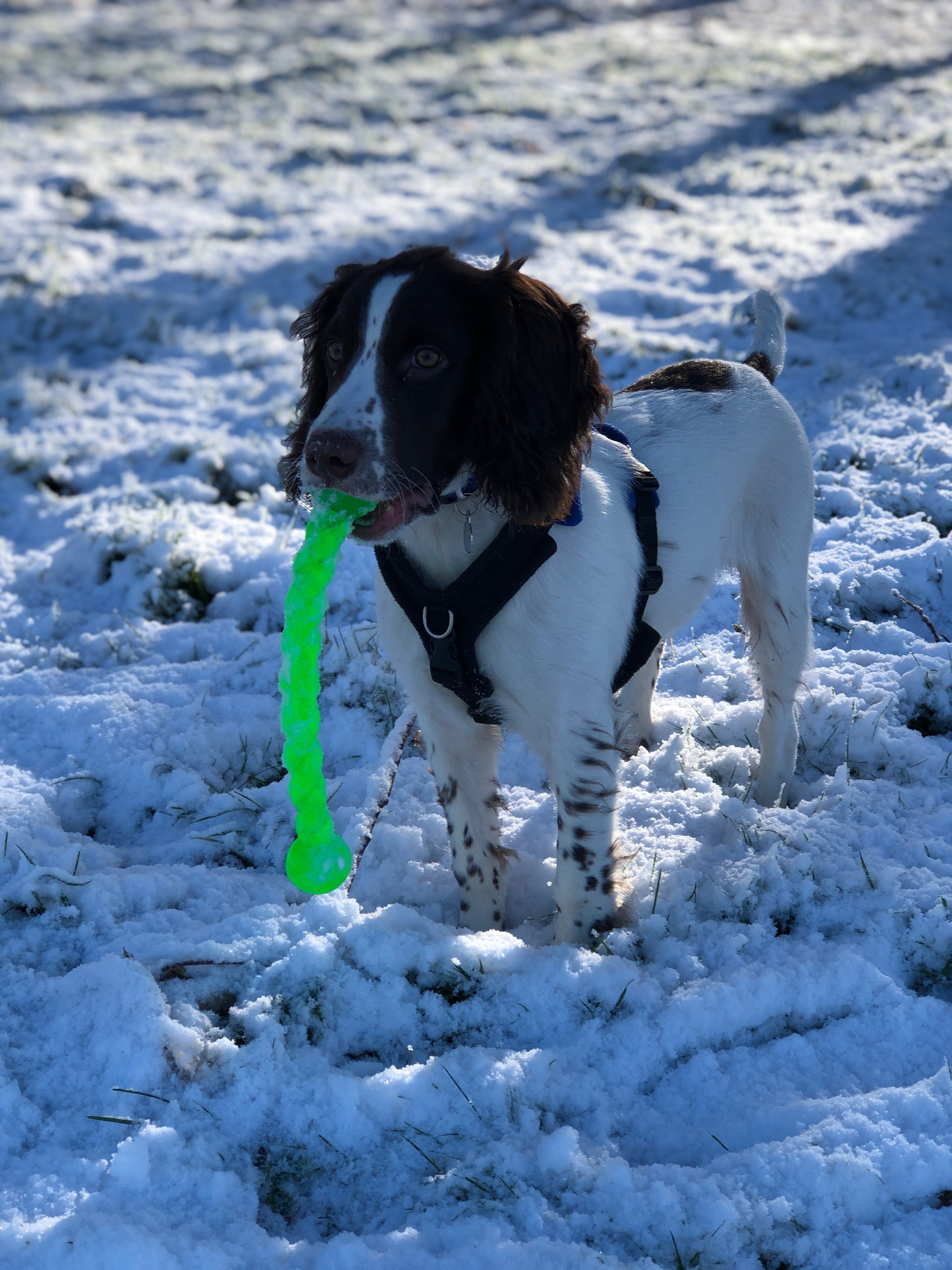 Prep Your Dog for Winter: Essential Dog Walking Gear, Enrichment & Festive Survival Tips