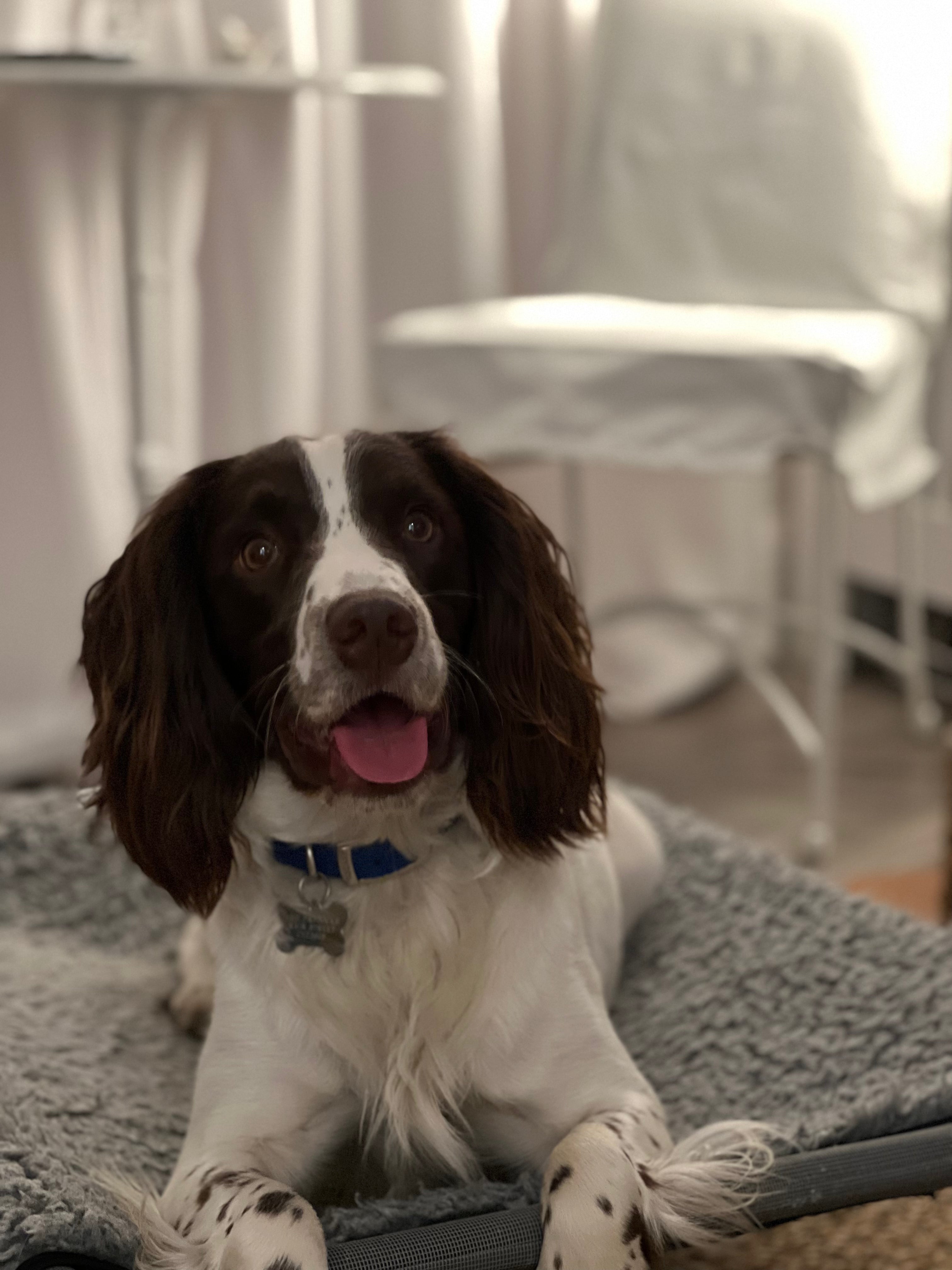 How to Keep Your Home Cool and Your Dog Comfortable in Hot Weather