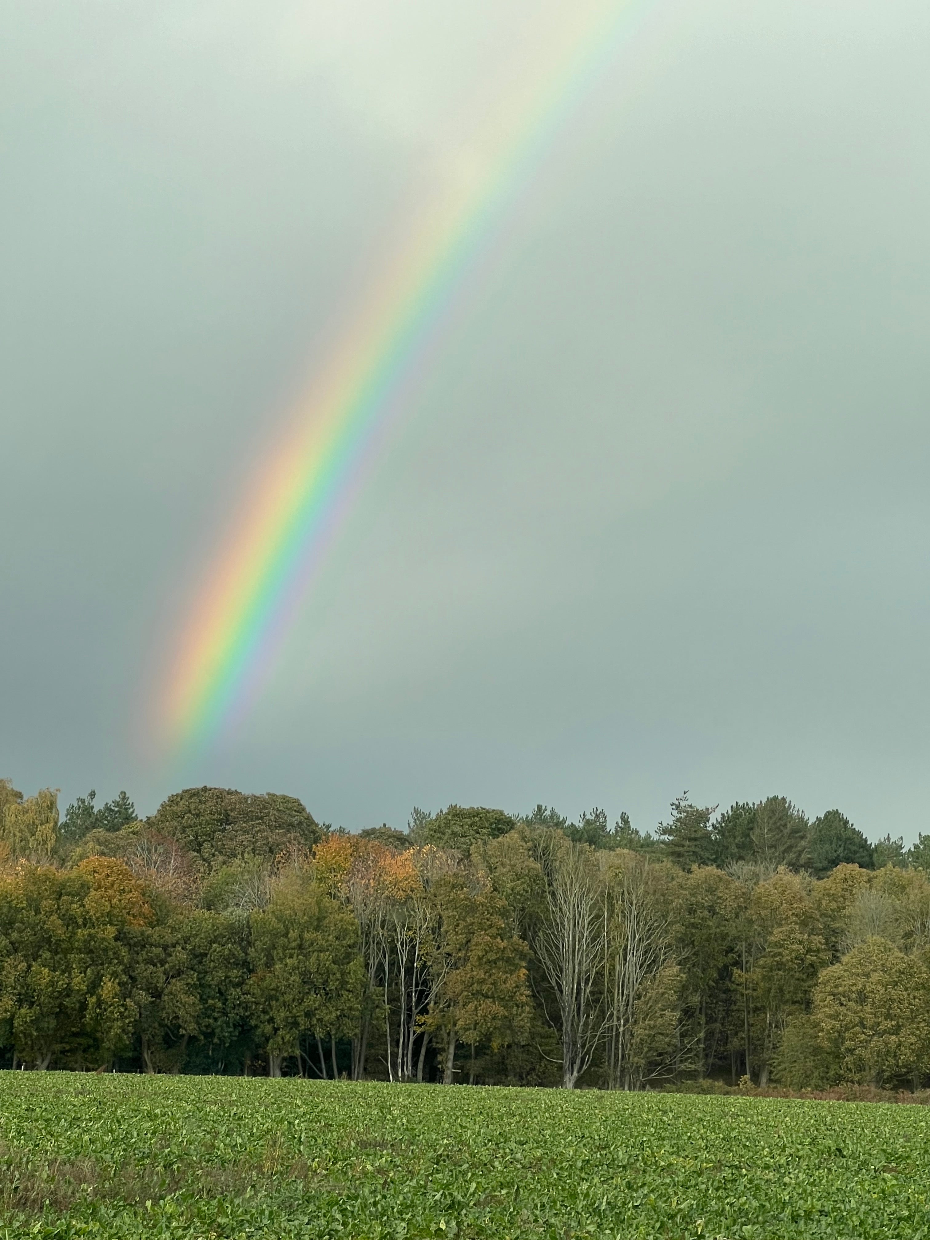 From Fear to Confidence: Our Journey with Harvey